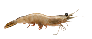 Marisco