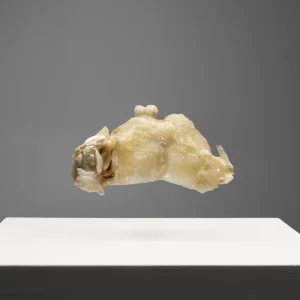Cachaço Bacalhau Seco